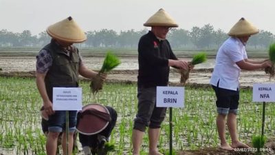 Inovasi Riset BRIN Perkuat Ketahanan Pangan Nasional