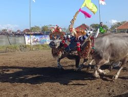 Lomba Makepung Meriahkan HUT Kota Negara