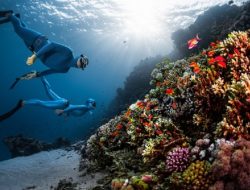 Menikmati Keindahan Bawah Laut Indonesia dengan “Freediving”